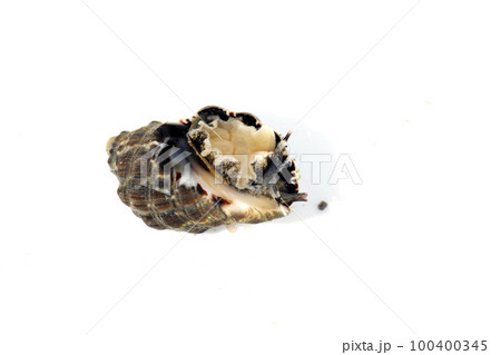 イボニシ 100400345