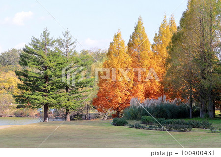 メタセコイアの木　黄葉 100400431