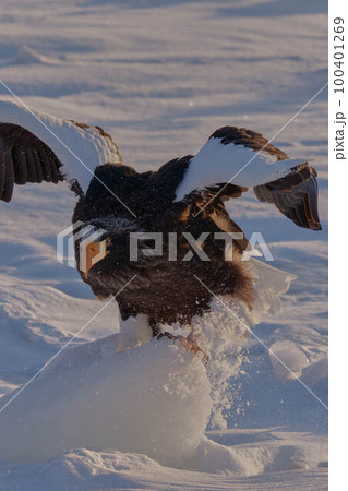 オオワシ 100401269