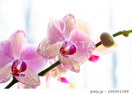 Pink and yellow pastel orchid close up Pink and yellow pastel orchid close up 100401399