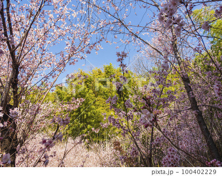 満開の桜 100402229