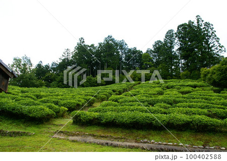 伏拝茶畑 伏拝茶畑 100402588