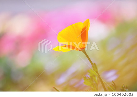 淡い背景とカルフォルニアポピーの花 100402602