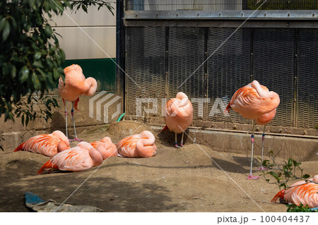 EOSR6.広島福山、ベニイロフラミンゴ、みんな丸まってる。 100404437