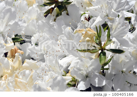 大輪の白いツツジ　北海道で春から初夏に一斉に咲く花 100405166