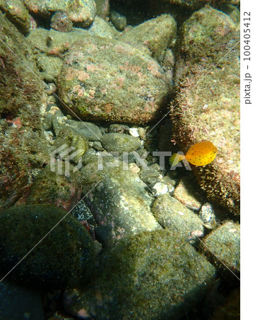 黄色い幼魚 フグ 黄色い幼魚 フグ 100405412