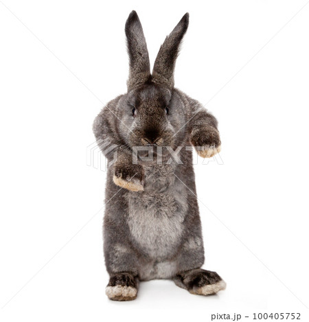 Funny Easter bunny. Happy Easter holiday concept. 100405752