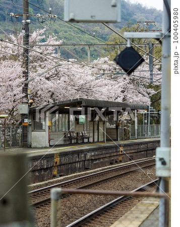 桜並木が美しい河内堅上駅の風景 100405980