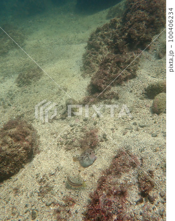 濁った海の鮍 100406234