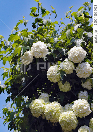 ビバーナム・スノーボール　新緑の季節にグリーンから白に花の色が変化する 秋には紅葉が美しい樹木 100406933