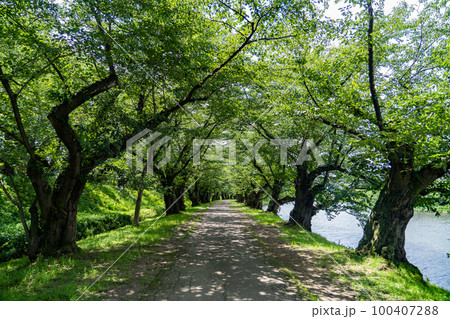 弘前城　弘前公園　遊歩道(青森県弘前市) 100407288