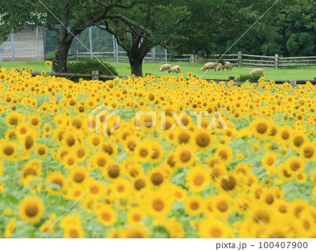 真夏の高千穂牧場のひまわりと羊 真夏の高千穂牧場のひまわりと羊 100407900