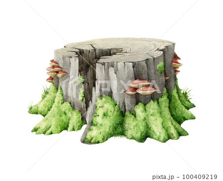 Old tree stump with green moss. Watercolor illustration. Tree cut trunk with green moss and grass and mushrooms on it. Realistic wood stump forest, park landscape element. White background Old tree stump with green moss. Watercolor illustration. Tree cut trunk with green moss and grass and mushrooms on it. Realistic wood stump forest, park landscape element. White background 100409219