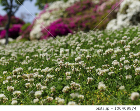 ツツジと白詰草の咲く公園 ツツジと白詰草の咲く公園 100409974