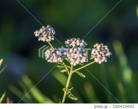 Dainty purple and white flowers of Lobularia maritima Alyssum maritimum, sweet alyssum or sweet alison Dainty purple and white flowers of Lobularia maritima Alyssum maritimum, sweet alyssum or sweet alison 100410692