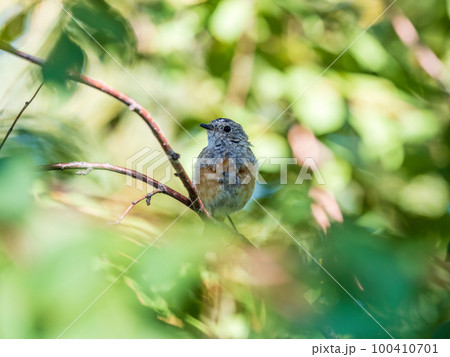 The common redstart, Phoenicurus phoenicurus, young bird, is photographed in close-up sitting on a branch against a blurred background. 100410701