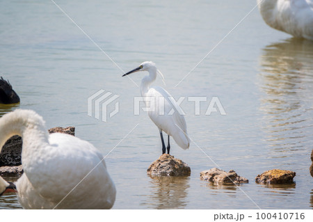 The small white heron or Little egret stands in the lake 100410716