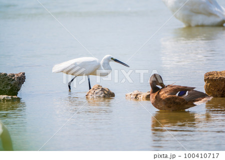 The small white heron or Little egret stands in the lake 100410717