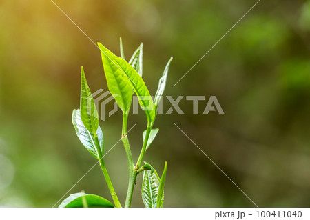 closeup fresh green tea leaves. closeup fresh green tea leaves. 100411040