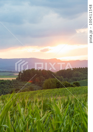 北海道美瑛のトウモロコシ畑からの夕焼け 100411548