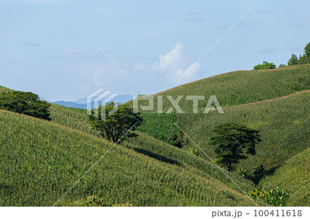 Corn farm on hill with blue sky and sunset background Corn farm on hill with blue sky and sunset background 100411618