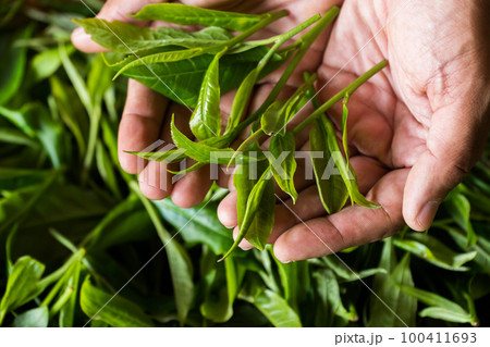 Young woman hand holding green tea leaf 100411693