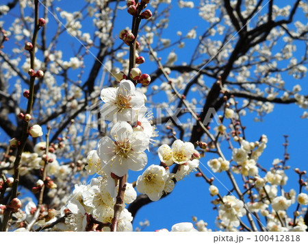 梅の花　白加賀　一重咲きの白い花 100412818