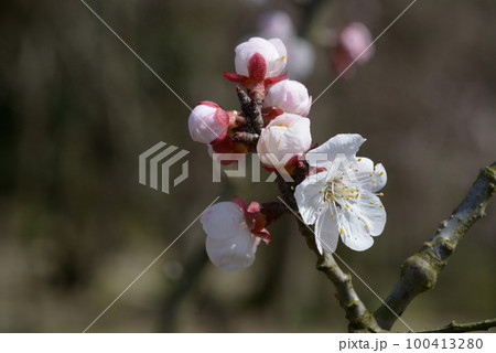 アンズの花 100413280
