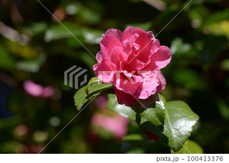 散姫 椿の花 散姫 椿の花 100413376