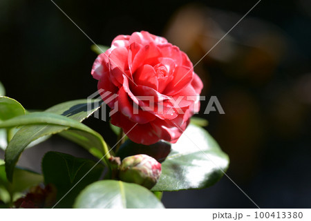 鹿児島 椿の花 鹿児島 椿の花 100413380
