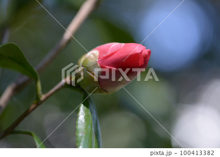 酒呑童子 椿の花 酒呑童子 椿の花 100413382