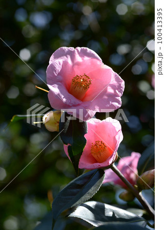 土佐有楽 椿の花 土佐有楽 椿の花 100413395