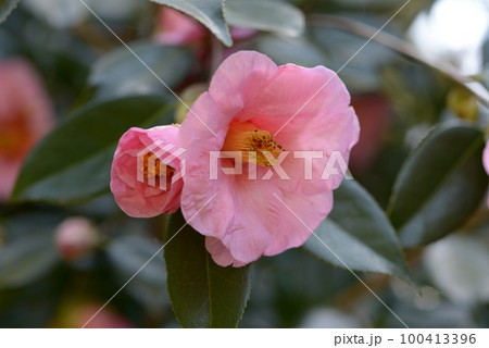 土佐有楽　椿の花 100413396