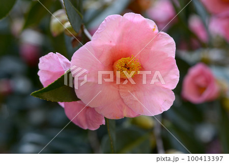 土佐有楽　椿の花 100413397