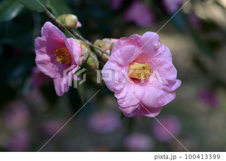 土佐有楽　椿の花 100413399