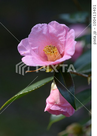 土佐有楽 椿の花 土佐有楽 椿の花 100413401
