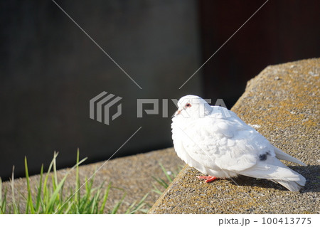 はと はと 100413775