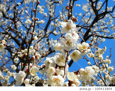 梅の花　白加賀　一重咲きの白い花 100413804