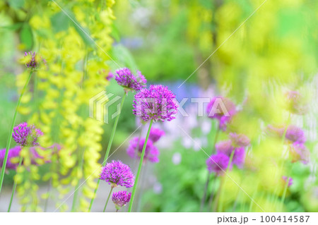 キングサリの木の下に咲く紫のアリウム 100414587
