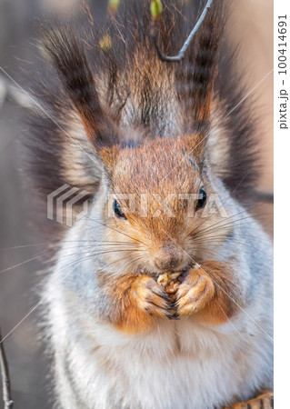 The squirrel with nut sits on a branches in the spring or summer. Portrait of the squirrel close-up The squirrel with nut sits on a branches in the spring or summer. Portrait of the squirrel close-up 100414691