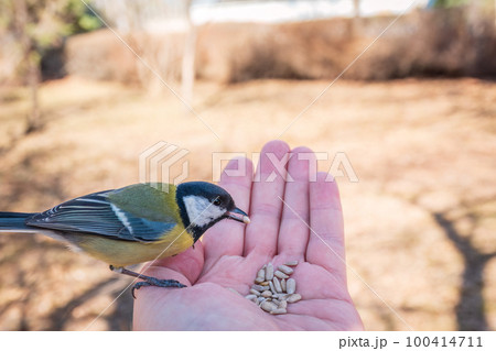 A tit sits on a man's hand and eats seeds. A tit sits on a man's hand and eats seeds. 100414711