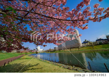 旧中川水辺公園の満開の河津桜【春イメージ】 100414963