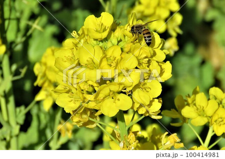 菜の花 菜の花畑 お花見 菜の花 菜の花畑 お花見 100414981