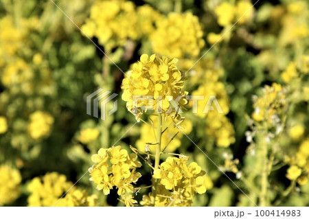 菜の花　菜の花畑　お花見 100414983