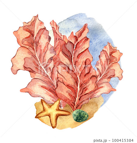 Composition of pink sea plants watercolor illustration isolated on white. 100415384