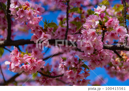 満開の河津桜【春イメージ】 満開の河津桜【春イメージ】 100415561