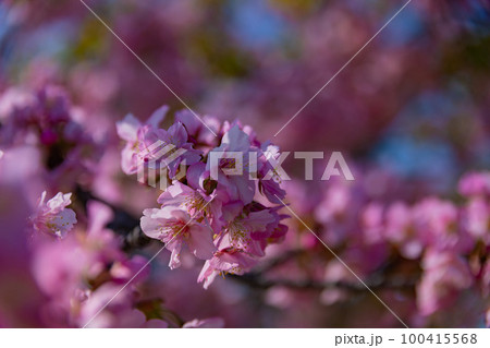 満開の河津桜【春イメージ】 満開の河津桜【春イメージ】 100415568