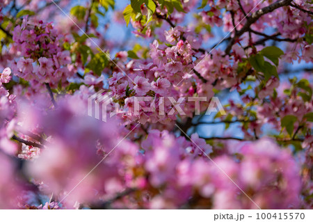 満開の河津桜【春イメージ】 満開の河津桜【春イメージ】 100415570