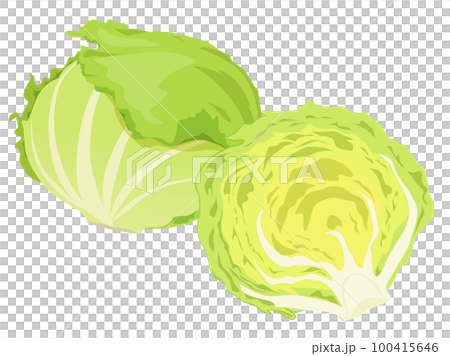 レタス レタス 100415646