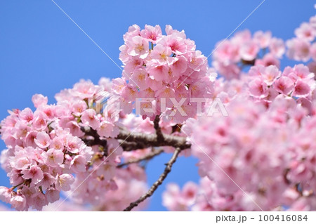 安行寒桜(大寒桜) 安行寒桜(大寒桜) 100416084